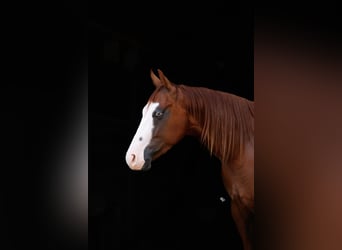 Poni cuarto de milla, Caballo castrado, 4 años, Alazán rojizo