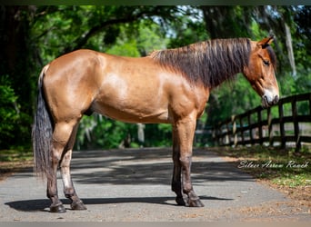 Poni cuarto de milla, Caballo castrado, 4 años, Castaño rojizo