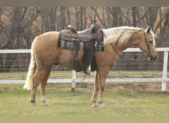 Poni cuarto de milla, Caballo castrado, 4 años, Palomino