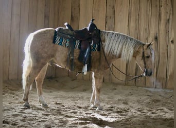 Poni cuarto de milla, Caballo castrado, 4 años, Palomino