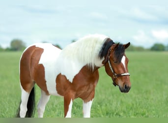 Poni cuarto de milla, Caballo castrado, 4 años, Pío