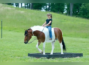 Poni cuarto de milla, Caballo castrado, 4 años, Pío