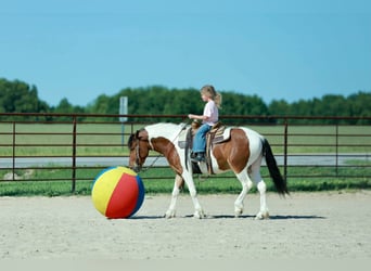 Poni cuarto de milla, Caballo castrado, 4 años, Pío