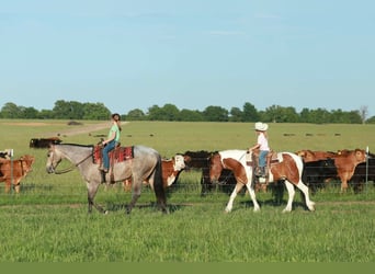 Poni cuarto de milla, Caballo castrado, 4 años, Pío