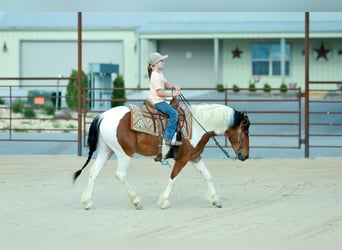 Poni cuarto de milla, Caballo castrado, 4 años, Pío