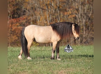 Poni cuarto de milla, Caballo castrado, 5 años, 117 cm, Buckskin/Bayo