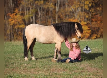 Poni cuarto de milla, Caballo castrado, 5 años, 117 cm, Buckskin/Bayo