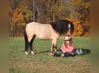 Poni cuarto de milla, Caballo castrado, 5 años, 117 cm, Buckskin/Bayo