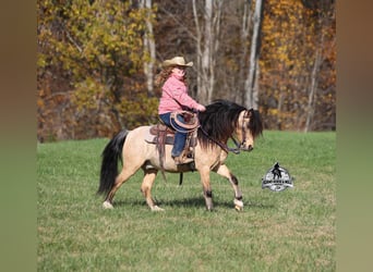 Poni cuarto de milla, Caballo castrado, 5 años, 117 cm, Buckskin/Bayo