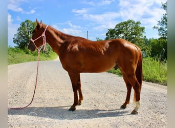 Poni cuarto de milla, Caballo castrado, 5 años, 132 cm, Alazán rojizo