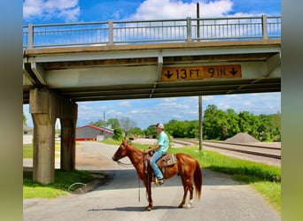 Poni cuarto de milla, Caballo castrado, 5 años, 132 cm, Alazán rojizo