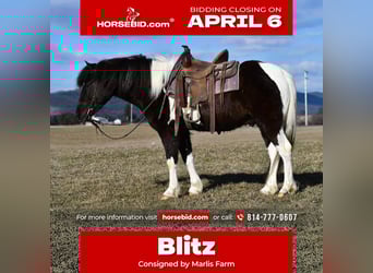 Poni cuarto de milla, Caballo castrado, 5 años, 132 cm, Pío