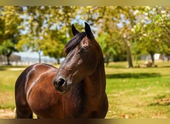 Poni cuarto de milla, Caballo castrado, 5 años, 142 cm, Castaño rojizo
