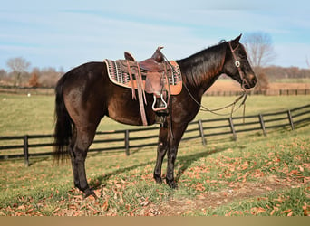 Poni cuarto de milla, Caballo castrado, 5 años, 142 cm, Negro