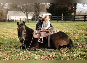 Poni cuarto de milla, Caballo castrado, 5 años, 142 cm, Negro