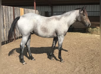 Poni cuarto de milla, Caballo castrado, 5 años