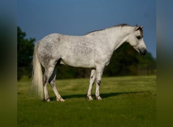 Poni cuarto de milla, Caballo castrado, 6 años, 122 cm, Tordo