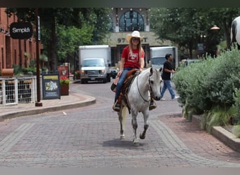 Poni cuarto de milla, Caballo castrado, 6 años, 122 cm, Tordo