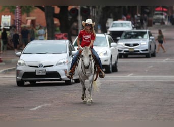 Poni cuarto de milla, Caballo castrado, 6 años, 122 cm, Tordo