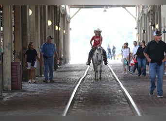 Poni cuarto de milla, Caballo castrado, 6 años, 122 cm, Tordo