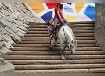 Poni cuarto de milla, Caballo castrado, 6 años, 122 cm, Tordo