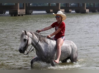 Poni cuarto de milla, Caballo castrado, 6 años, 122 cm, Tordo