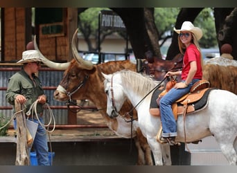 Poni cuarto de milla, Caballo castrado, 6 años, 122 cm, Tordo