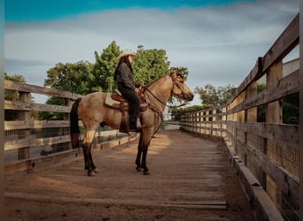 Poni cuarto de milla, Caballo castrado, 6 años, 135 cm, Buckskin/Bayo