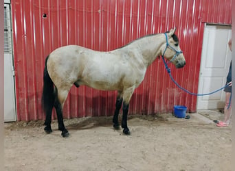 Poni cuarto de milla, Caballo castrado, 6 años, 135 cm, Buckskin/Bayo