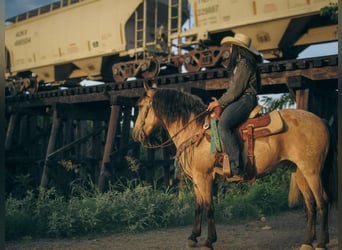 Poni cuarto de milla, Caballo castrado, 6 años, 135 cm, Buckskin/Bayo