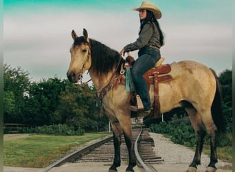 Poni cuarto de milla, Caballo castrado, 6 años, 135 cm, Buckskin/Bayo