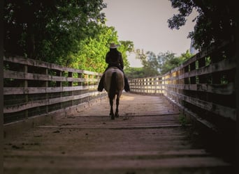 Poni cuarto de milla, Caballo castrado, 6 años, 135 cm, Buckskin/Bayo