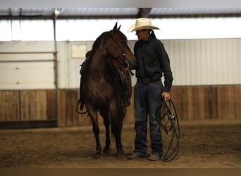 Poni cuarto de milla, Caballo castrado, 6 años, 137 cm, Castaño-ruano
