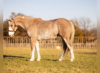 Poni cuarto de milla, Caballo castrado, 6 años, 137 cm, Palomino