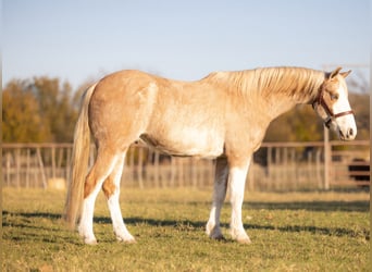 Poni cuarto de milla, Caballo castrado, 6 años, 137 cm, Palomino