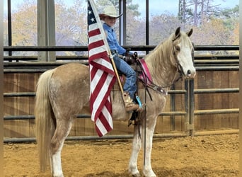 Poni cuarto de milla, Caballo castrado, 6 años, 137 cm, Palomino