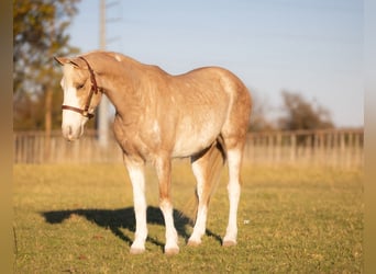 Poni cuarto de milla, Caballo castrado, 6 años, 137 cm, Palomino