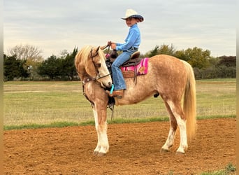 Poni cuarto de milla, Caballo castrado, 6 años, 137 cm, Palomino