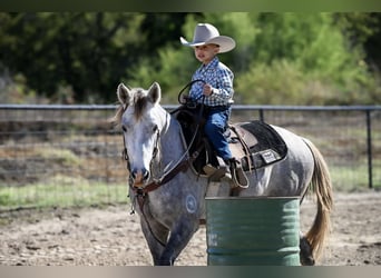 Poni cuarto de milla, Caballo castrado, 6 años, 137 cm, Tordo