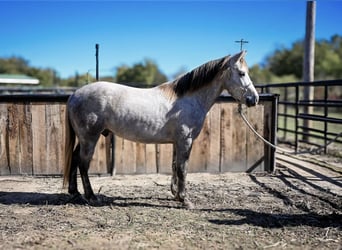 Poni cuarto de milla, Caballo castrado, 6 años, 137 cm, Tordo