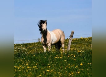 Poni cuarto de milla, Caballo castrado, 6 años, 138 cm, Pío