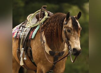 Poni cuarto de milla, Caballo castrado, 6 años, 140 cm, Buckskin/Bayo