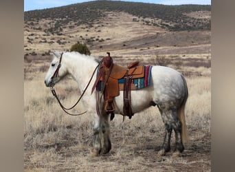 Poni cuarto de milla Mestizo, Caballo castrado, 6 años, 140 cm, Tordo rodado