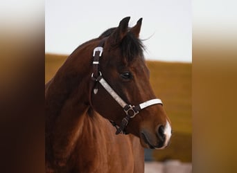 Poni cuarto de milla, Caballo castrado, 6 años, 142 cm, Castaño