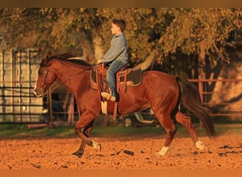 Poni cuarto de milla, Caballo castrado, 6 años, 145 cm, Castaño rojizo