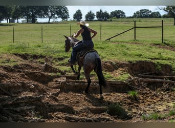 Poni cuarto de milla, Caballo castrado, 6 años, 145 cm, Castaño-ruano