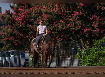 Poni cuarto de milla, Caballo castrado, 6 años, 145 cm, Castaño-ruano