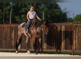 Poni cuarto de milla, Caballo castrado, 6 años, 145 cm, Castaño-ruano