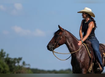 Poni cuarto de milla, Caballo castrado, 6 años, 145 cm, Castaño-ruano