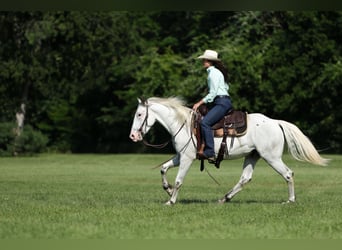 Poni cuarto de milla, Caballo castrado, 6 años, 145 cm